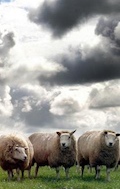 schapen